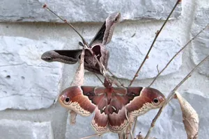 Promethea Moth Spread Wings Wallpaper