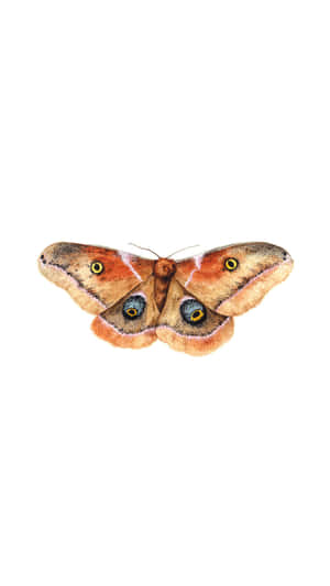 Promethea Moth Spread Wings Wallpaper