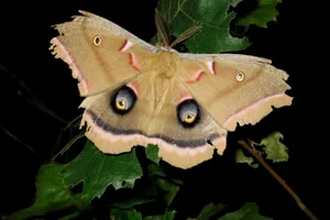 Promethea Mothon Green Leaves Wallpaper