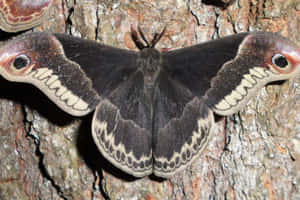 Promethea Mothon Tree Bark Wallpaper