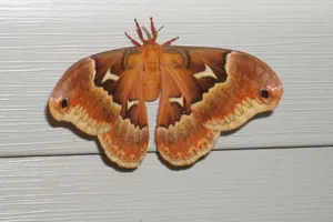 Promethea Mothon White Siding Wallpaper