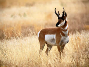 Pronghorn Antelopein Grassland Wallpaper