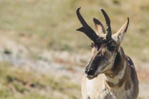 Pronghorn Antelopein Grassland Wallpaper