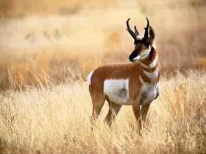 Pronghorn Antelopein Grassland.jpg Wallpaper