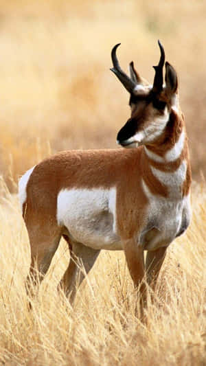 Pronghorn Antelopein Grassland.jpg Wallpaper