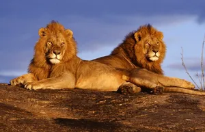 Protecting Endangered Species In Their Natural Habitat Wallpaper