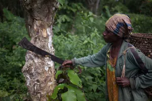 Protecting Nature's Blessings: A Call For Forest Conservation Wallpaper