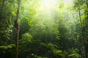 Protecting Our Forests For A Sustainable Future Wallpaper