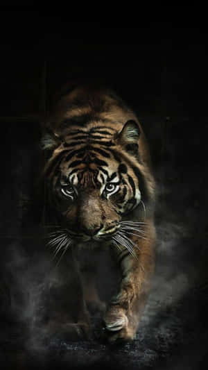 Prowling_ Tiger_in_the_ Shadows.jpg Wallpaper