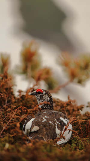 Ptarmigan Camouflagedin Tundra.jpg Wallpaper