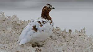 Ptarmiganin Transition Camouflage.jpg Wallpaper