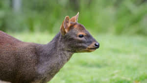 Pudu Deerin Natural Habitat Wallpaper