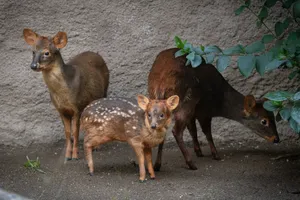 Pudu Family Gathering Wallpaper