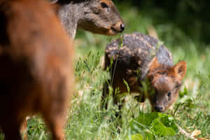 Pudu Fawn With Adult In Grass Wallpaper