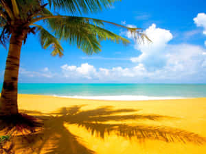 Puerto Rico Beach Palm Shadow Wallpaper