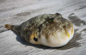 Pufferfish Restingon Wooden Surface.jpg Wallpaper