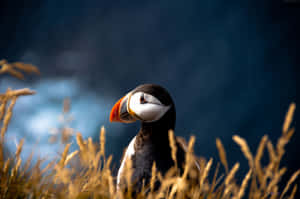 Puffin_ Glance_ Beside_ Sea_ Cliffs_4 K.jpg Wallpaper