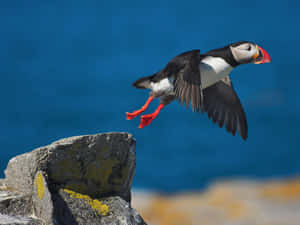 Puffin In Flight Over Coast Wallpaper