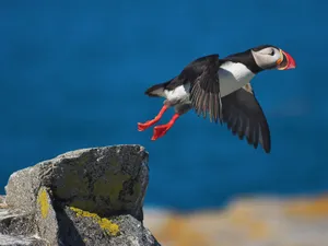 Puffin In Flight Over Coast Wallpaper