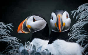 Puffin_ Pair_ Frosty_ Background.jpg Wallpaper