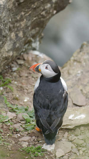 Puffin_ Perched_ By_ Cliffside Wallpaper