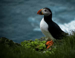 Puffin_ Perched_by_ Seaside Wallpaper