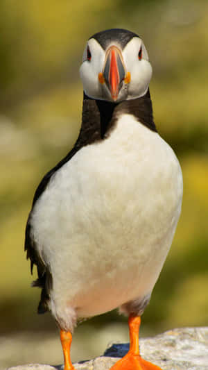 Puffin Portrait Seabird Wildlife Wallpaper