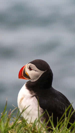 Puffin Portrait Seaside Wallpaper