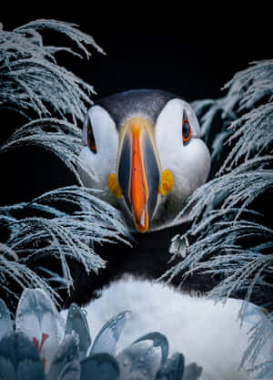 Puffin Portraitin Frost Wallpaper