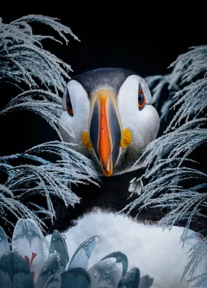 Puffin Portraitin Frost Wallpaper