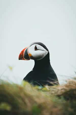 Puffin Portraitin Grass Wallpaper