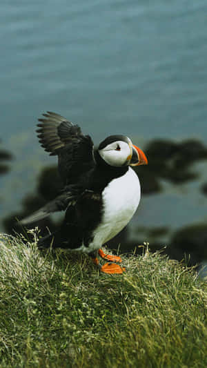 Puffin Preparingfor Flight Wallpaper