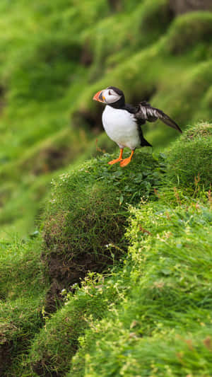 Puffin Preparingfor Flight Wallpaper