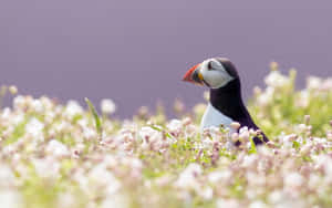 Puffinin Blooming Field.jpg Wallpaper