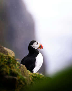 Puffinin Rainy Habitat.jpg Wallpaper