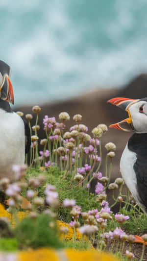 Puffins_ Amidst_ Flowers.jpg Wallpaper