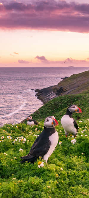 Puffins_at_ Sunset_ Coastline Wallpaper