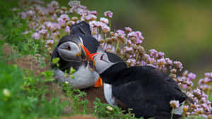 Puffins_in_ Love.jpg Wallpaper