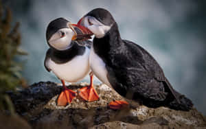 Puffins_ Perched_ On_ Cliff_ Edge Wallpaper