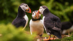 Puffinsin Conversation.jpg Wallpaper