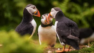 Puffinsin Conversation.jpg Wallpaper