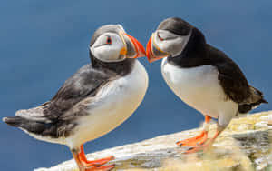 Puffinsin Loveon Cliff Edge Wallpaper