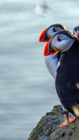 Puffinson Coastal Edge.jpg Wallpaper