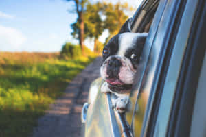 Pug In Car Cute Animal Crossing In Wallpaper