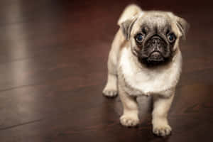 Pug Puppy Walking On Floor Wallpaper