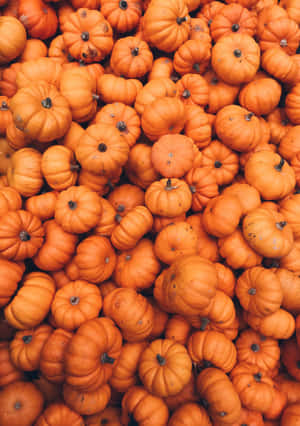 Pumpkin Harvest Aesthetic Wallpaper