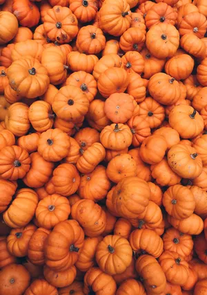 Pumpkin Patch Autumn Harvest.jpg Wallpaper