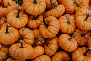 Pumpkin_ Patch_ Closeup_ Halloween Wallpaper