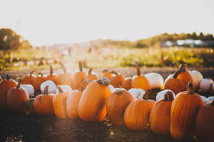 Pumpkins In A Fall Garden Wallpaper