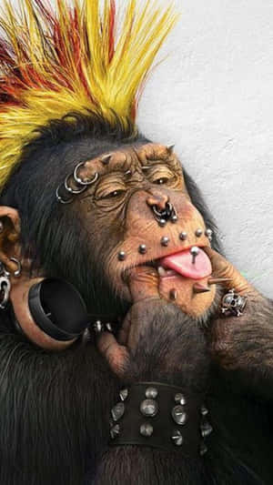 Punk Rock Monkey Meme Wallpaper